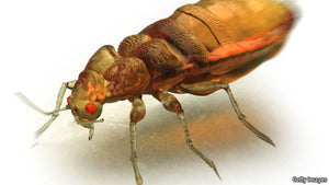 bed bug colored drawing with a red eye