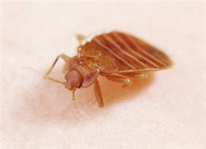 Close up a Bed bug on a human