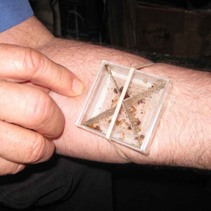 tapped bed bugs on an arm feeding