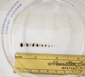 Bed Bug Pictures - ZappBug