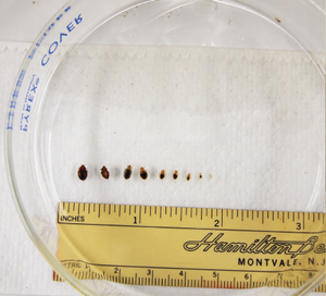 bed bug in life stages being measured