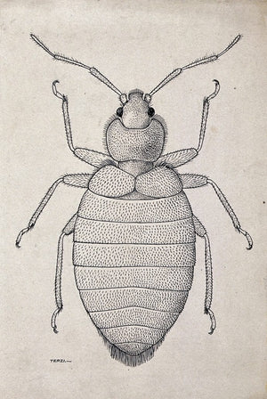 bed bug pencil drawing