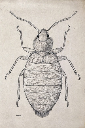 Tropical Bed Bugs Climb out of Traps - ZappBug