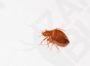 Can You Recognize Bed Bugs? - ZappBug