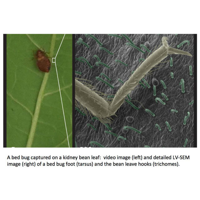 Trapping Bed Bugs with Bean Leaves