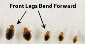 bed bugs with a focus on the front legs being bent