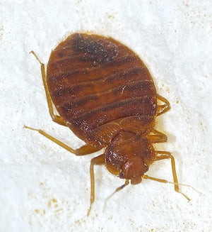 Bed Bug Awareness Increases - ZappBug