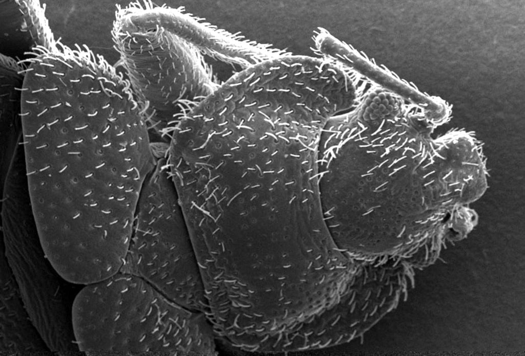Thick Skin Protects Bed Bugs