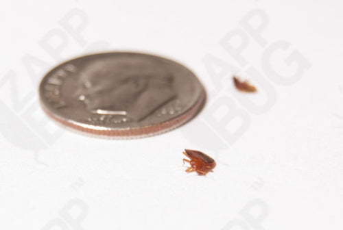 DEAD BED BUG PICTURES