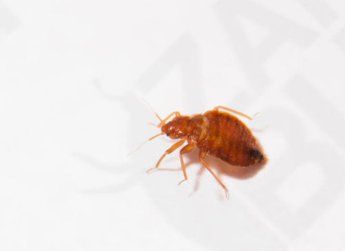 BED BUG PICTURES