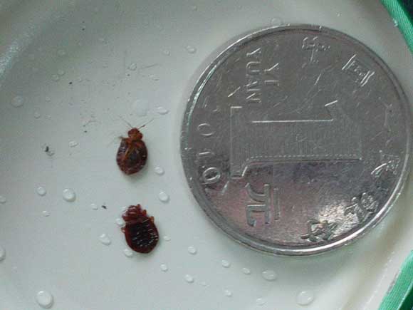 Bed Bugs Bite China