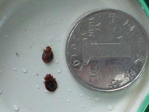 Dead bed bugs next to a coin to represent size