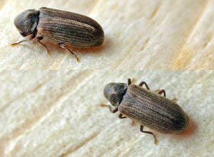 two carpet beetles