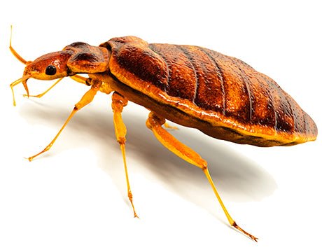 Geek Alert! The Microbiome of the Bed Bug!