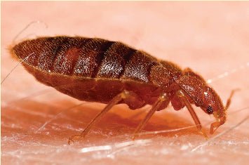 À l'intérieur de la salive des punaises de lit : analgésiques, vasodilatateurs, anticoagulants