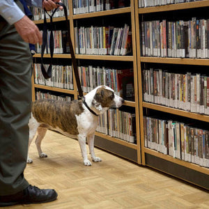 U of Washington Freezes Bed Bugs in Library Books