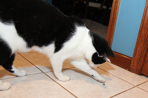 Cats Trained to Kill Bed Bugs - ZappBug