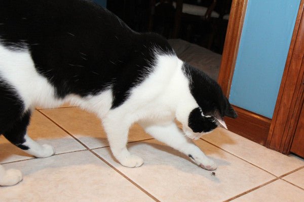 Cats Trained to Kill Bed Bugs