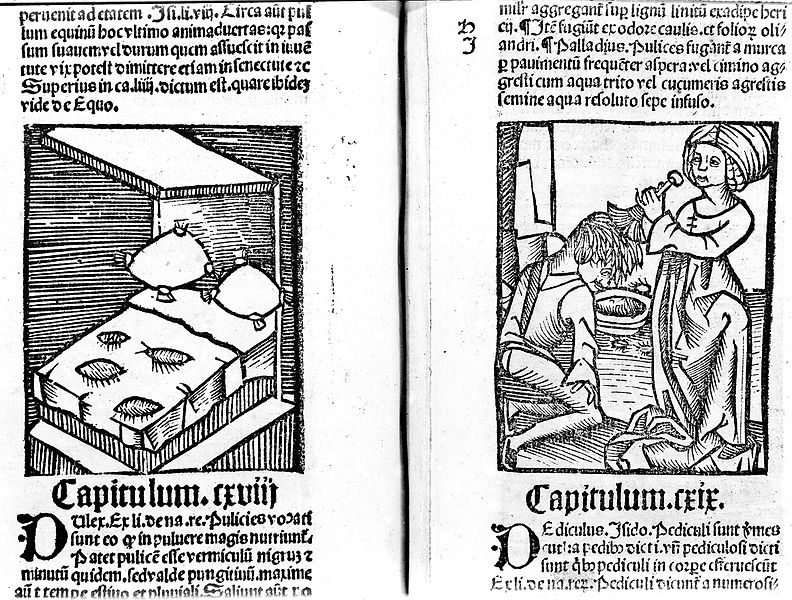 Évolution des punaises de lit : de la plus ancienne découverte à une résistance accrue aux pesticides