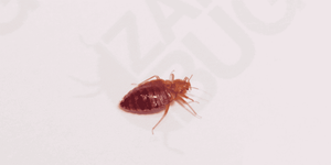 a fed bed bug image