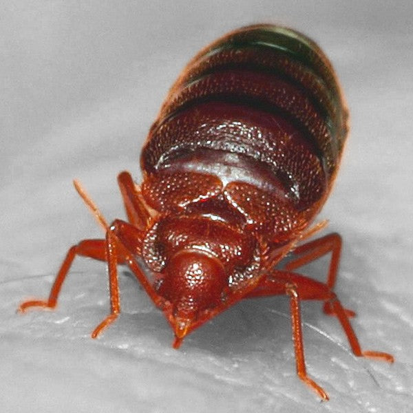 Super Bed Bugs Discovered in Florida