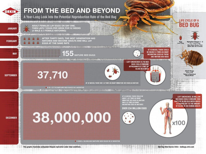 Bed Bug Lifecycle