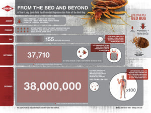 bed bug infographic