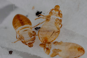 translucent image of dead bed bug skin