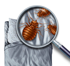 cartoon of a magnified glass zooming in on Bed bugs on a bed