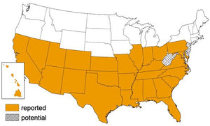 New Study Shows Bed Bugs can Transmit Disease - ZappBug
