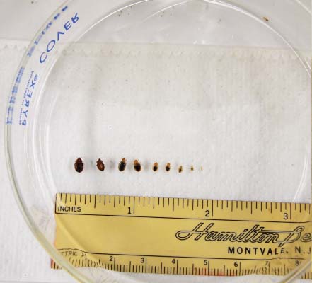 ACTUAL SIZE BED BUG PICTURES