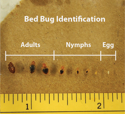 files/Bed-Bug-pictures-eggs-and-adults-02.png