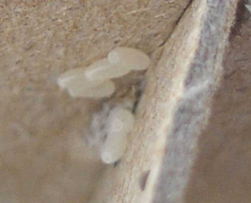 PICTURES OF BED BUG EGGS
