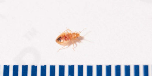 BED BUG PICTURES